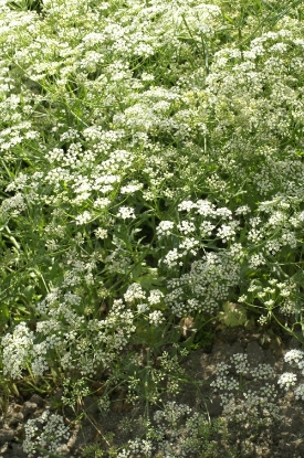 Picture of Anise